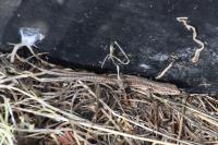Podarcis muralis