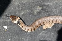 Natrix helvetica