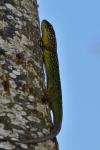 Lacerta bilineata
