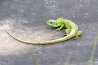 Lacerta bilineata