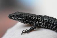 Podarcis muralis