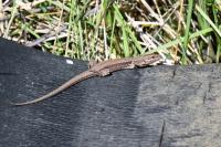 Podarcis muralis