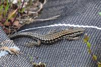Podarcis muralis