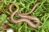 Anguis fragilis