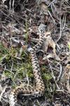Vipera aspis