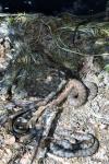 Vipera aspis