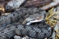 Vipera aspis