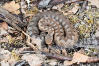 Vipera aspis