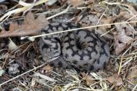Vipera aspis