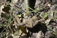 Natrix helvetica