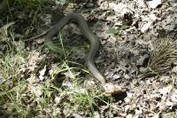 Natrix helvetica