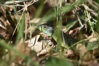 Lacerta bilineata