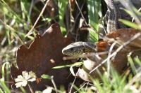 Lacerta agilis