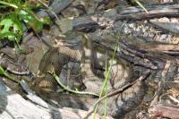 Vipera aspis
