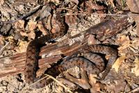 Vipera aspis