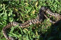 Vipera aspis