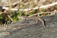Podarcis muralis