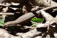 Podarcis muralis