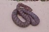 Vipera aspis