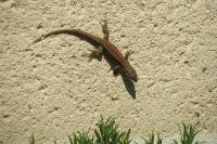 Podarcis muralis