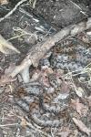 Vipera aspis