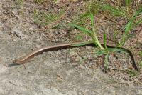 Anguis fragilis
