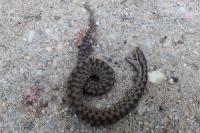 Vipera aspis