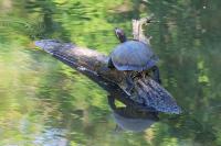 Trachemys scripta