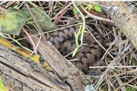 Vipera aspis