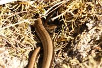 Anguis fragilis