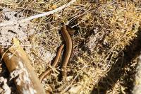 Anguis fragilis
