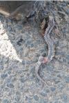 Vipera aspis