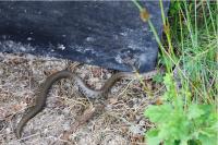 Natrix helvetica