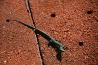 Podarcis muralis