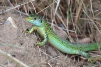Lacerta bilineata