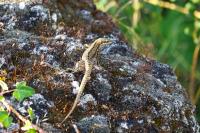Lézard des murailles 