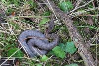 Vipera aspis