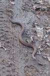 Vipera aspis