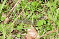 Lacerta bilineata