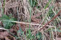 Vipera aspis