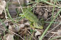Lacerta bilineata