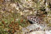 Podarcis muralis