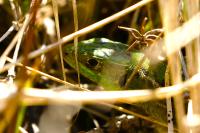 Lacerta bilineata