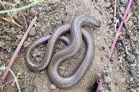 Anguis fragilis