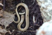 Anguis fragilis