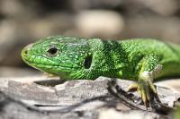 Lacerta bilineata