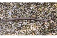 Anguis fragilis