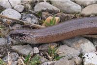 Anguis fragilis