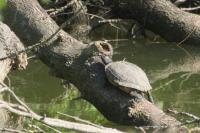 Trachemys scripta