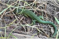 Lacerta bilineata